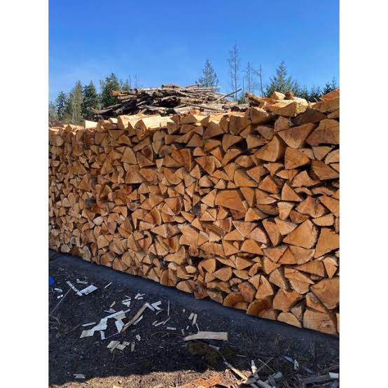 row of split green firewood stacked to season
